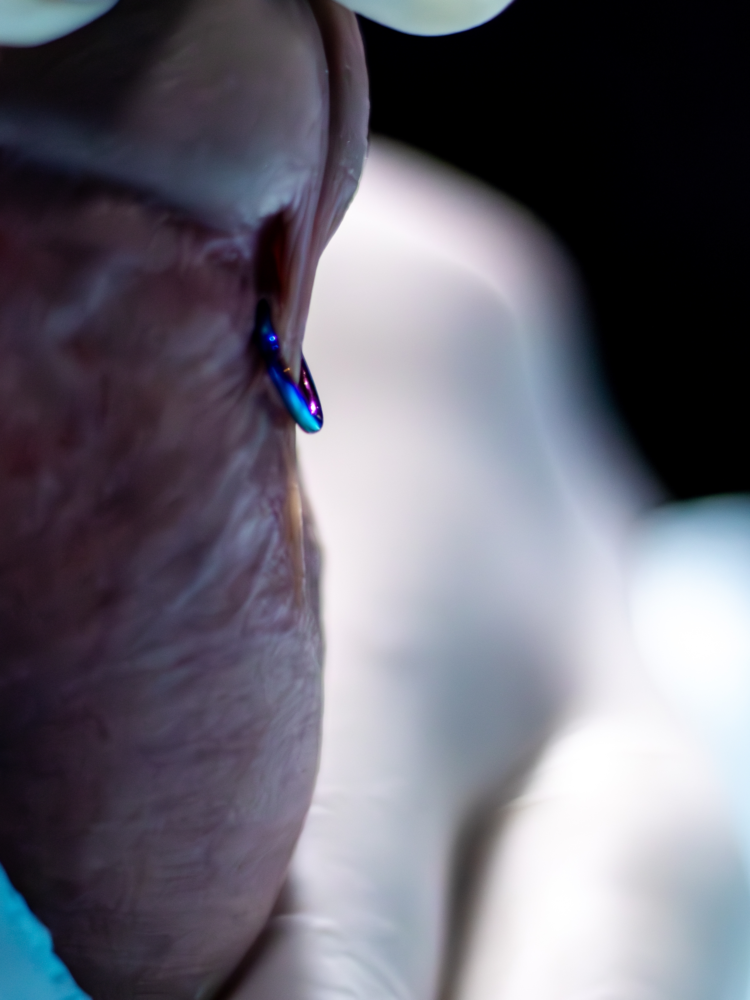 Piercing de lóbulo con aro iridiscente